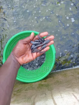 Clariass Juvenile Cat Fish