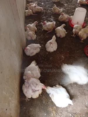Live Chicken