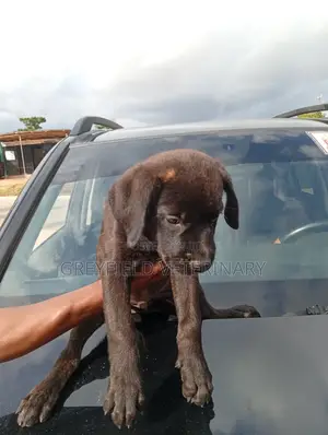 1-3 months Male Purebred Cane Corso