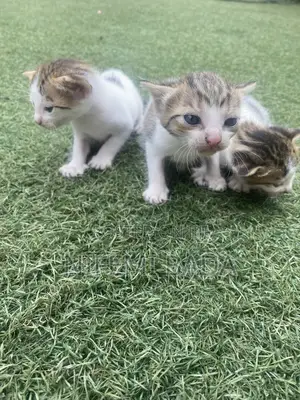 0-1 month Male Mixed Breed American Shorthair