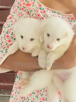 1-3 months Male Purebred American Eskimo