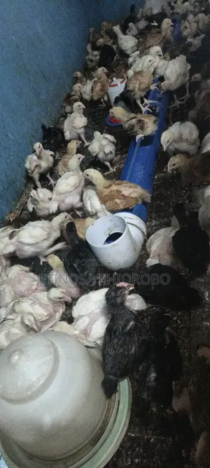 Poultry Birds