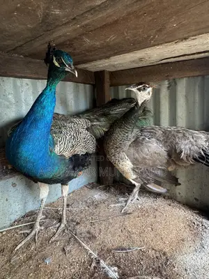 Peacocks Available for Sale