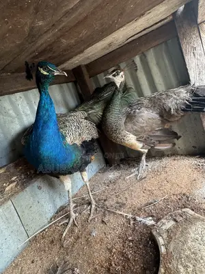 Peacocks Available for Sale