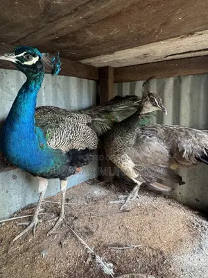 Peacocks Available for Sale