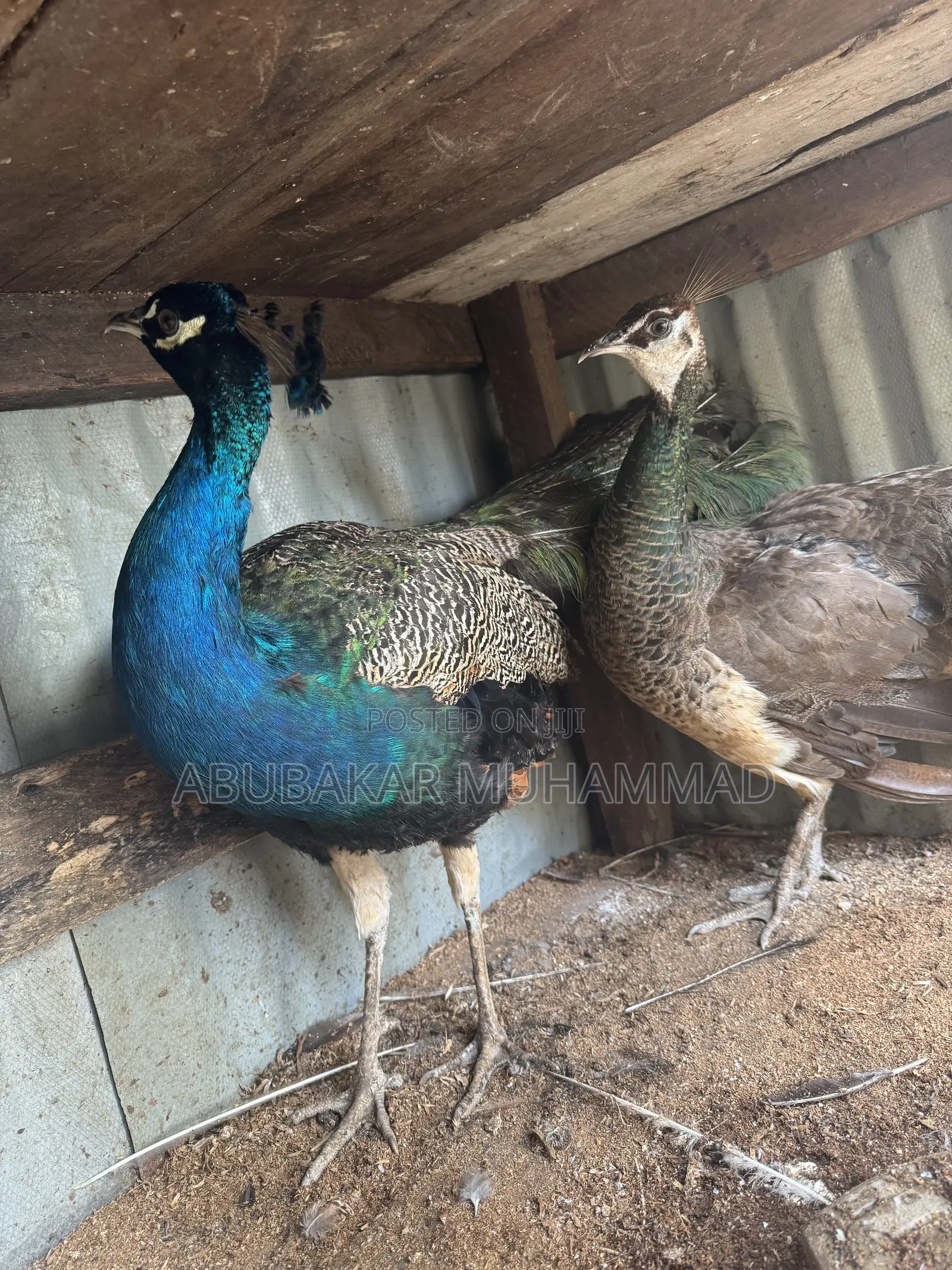 Peacocks Available for Sale