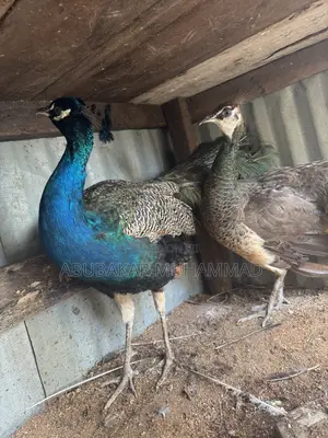 Peacocks Available for Sale