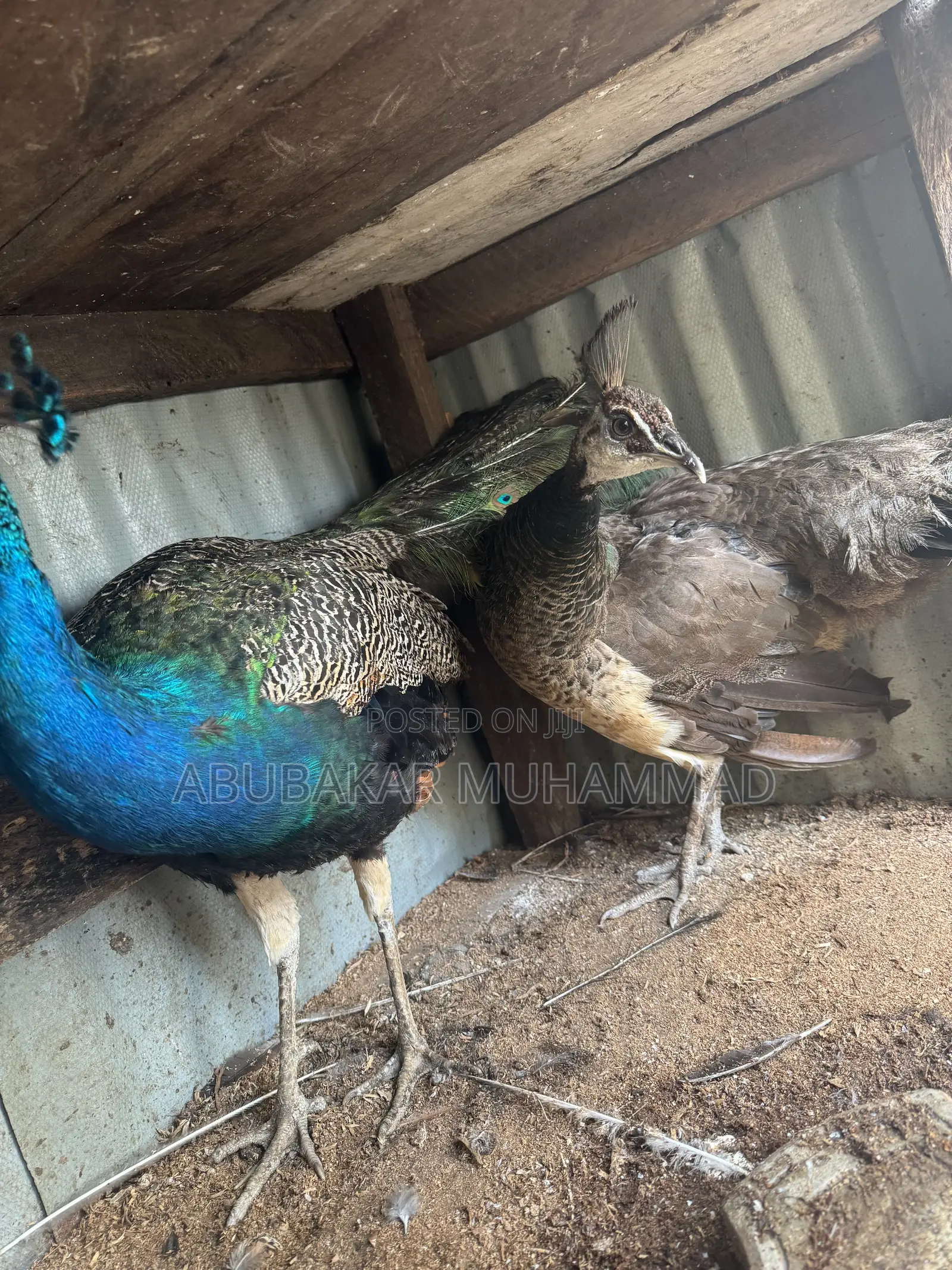 Peacocks Available for Sale