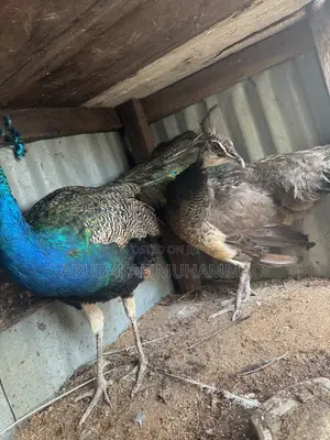 Peacocks Available for Sale