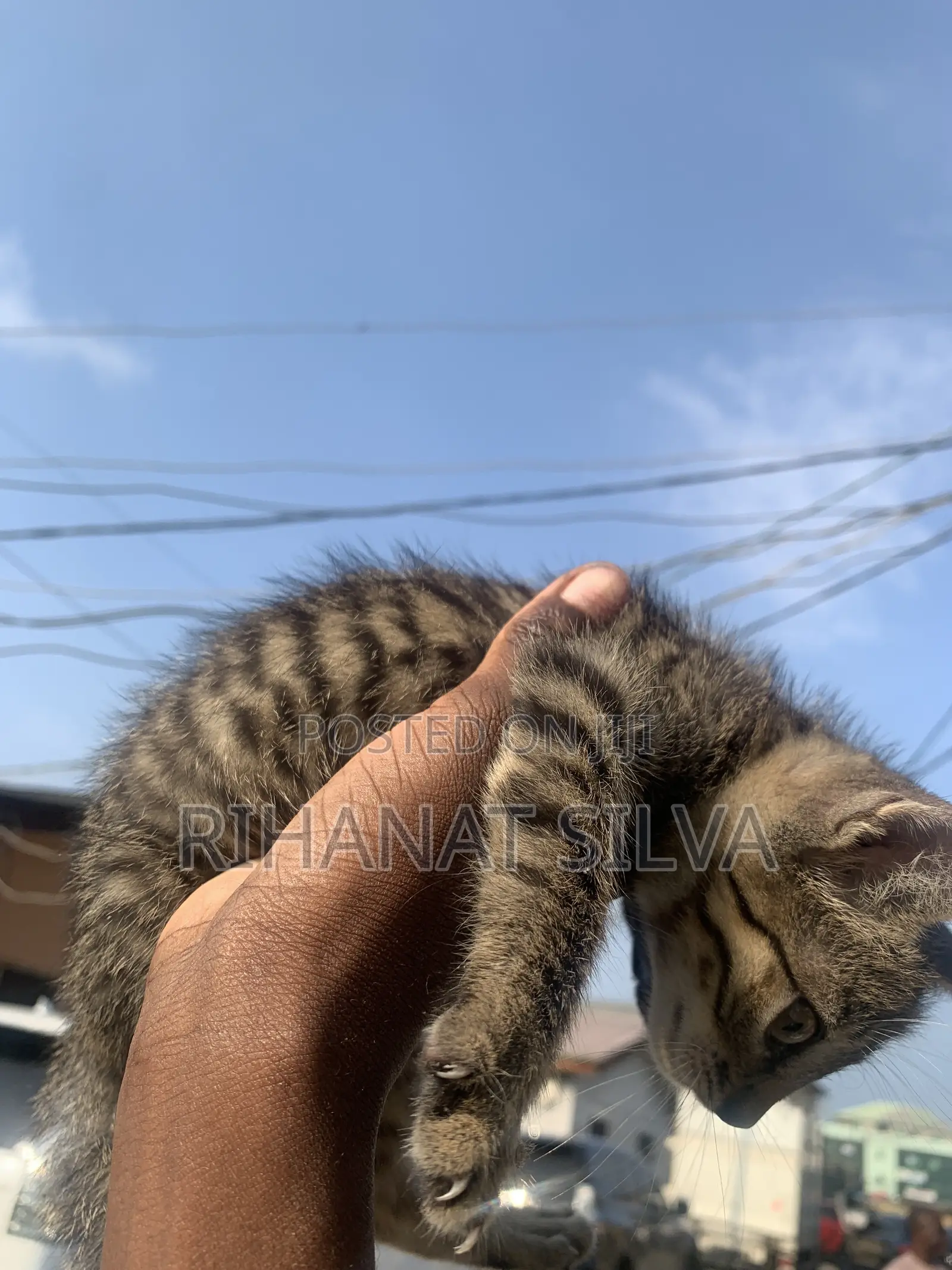 1-3 months Male Mixed Breed Tabby