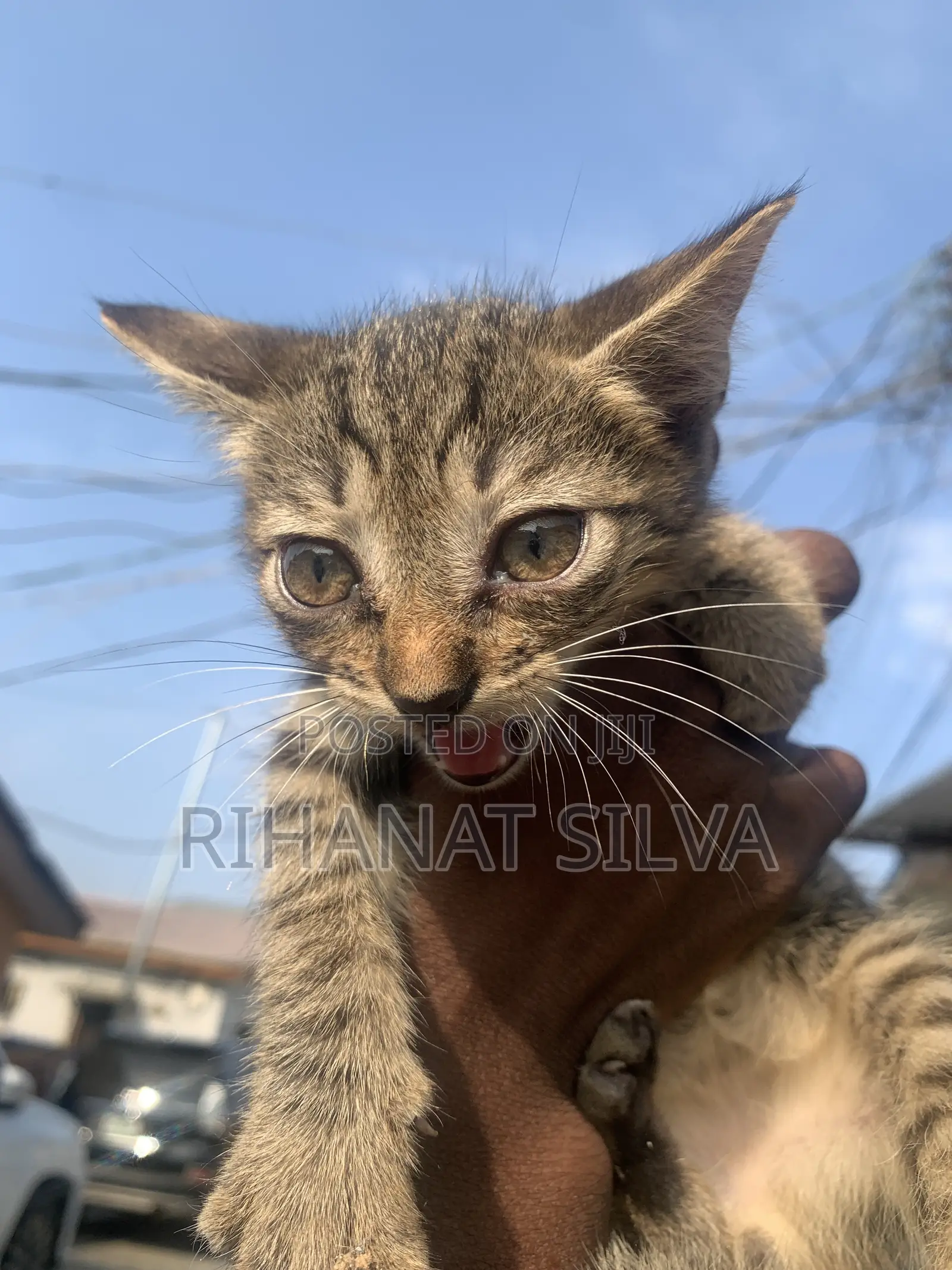 1-3 months Male Mixed Breed Tabby
