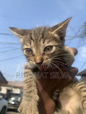 1-3 months Male Mixed Breed Tabby