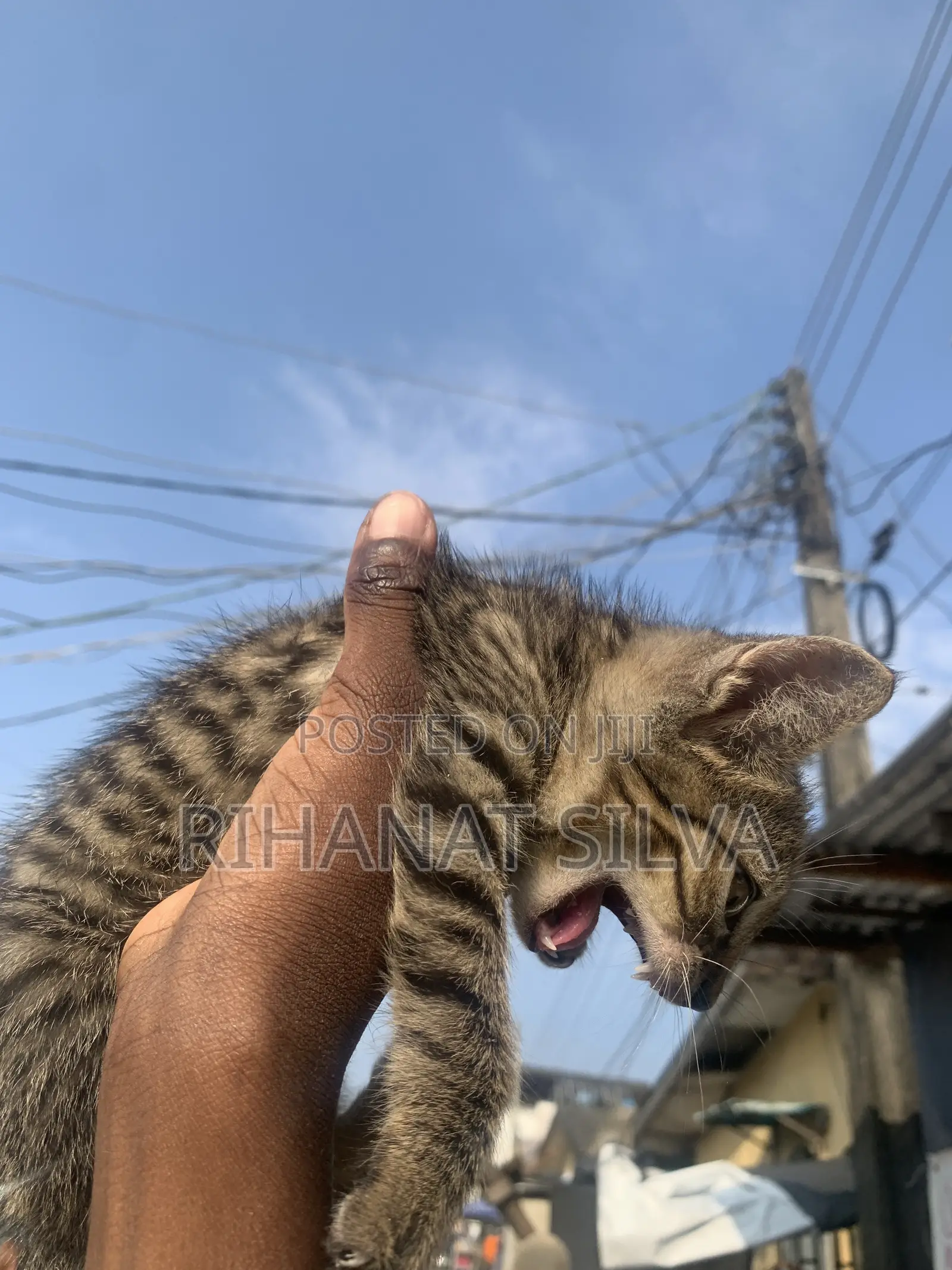 1-3 months Male Mixed Breed Tabby