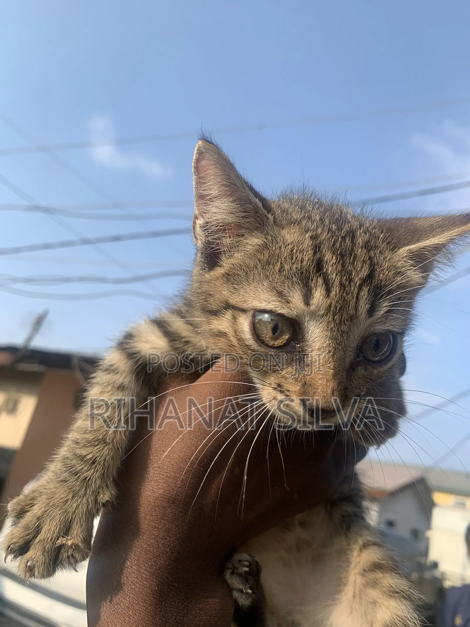 1-3 months Male Mixed Breed Tabby