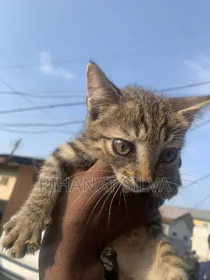 1-3 months Male Mixed Breed Tabby