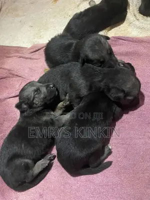 0-1 month Female Purebred German Shepherd