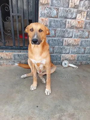 1+ year Male Mixed Breed Boerboel