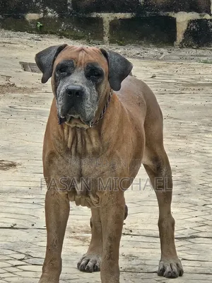 1+ year Male Purebred Boerboel