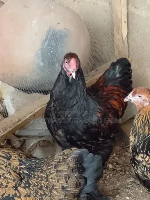 Gold Laced Brahma Rooster