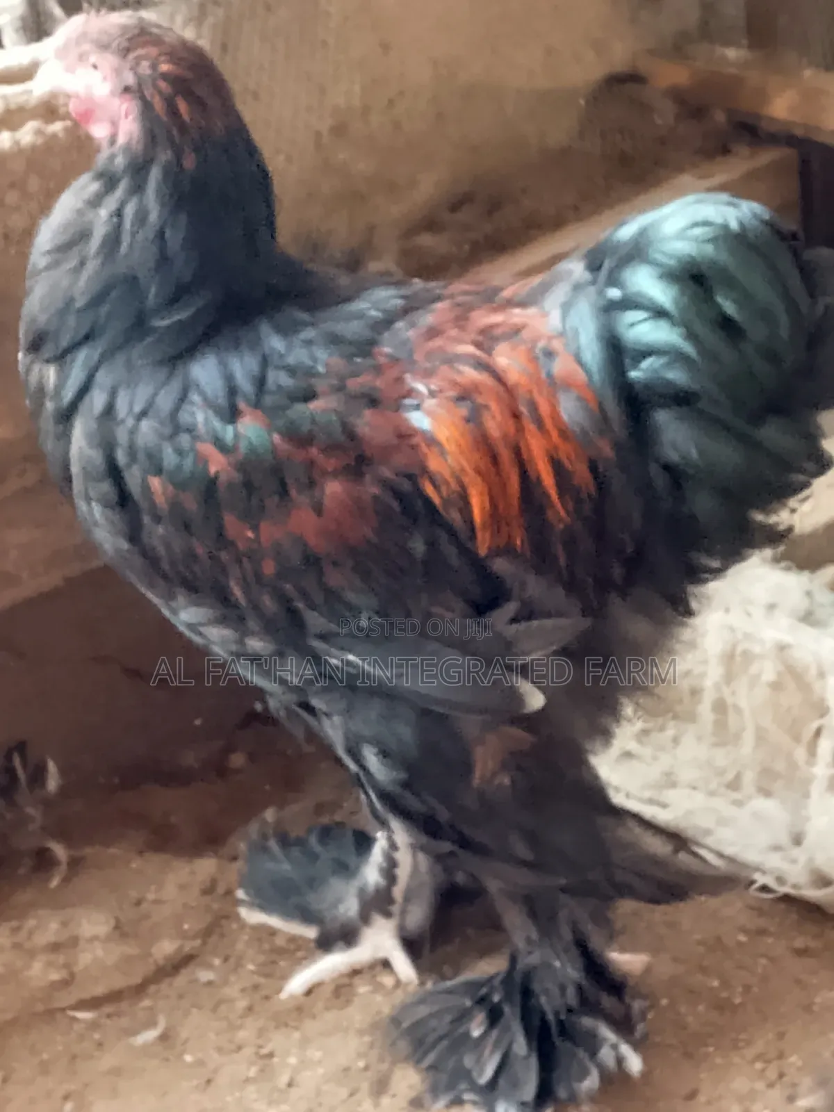 Gold Laced Brahma Rooster