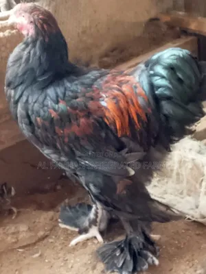 Gold Laced Brahma Rooster