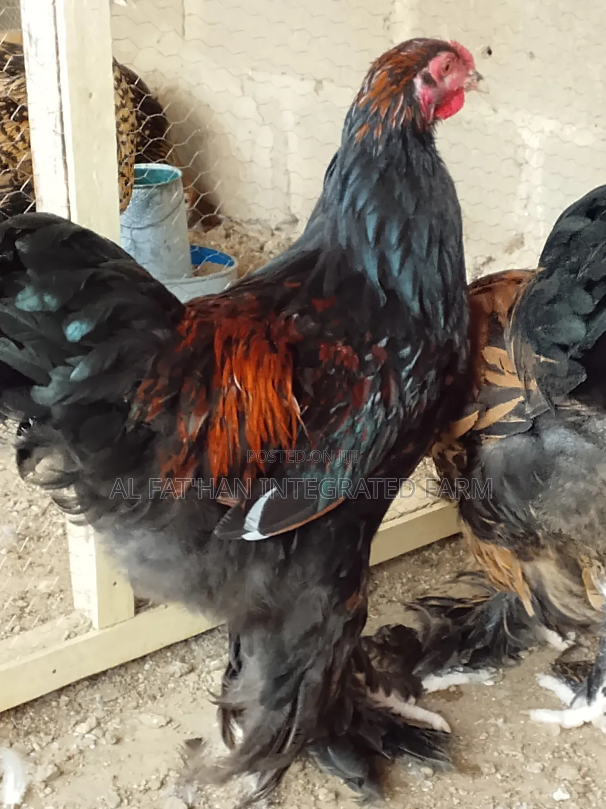 Gold Laced Brahma Rooster
