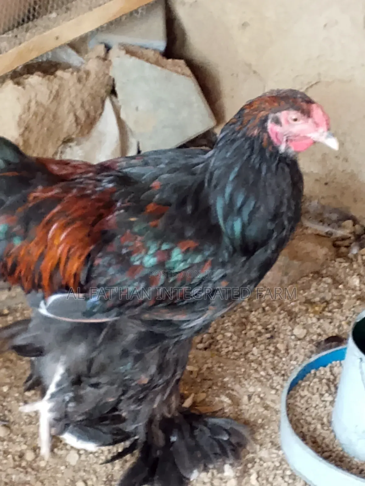 Gold Laced Brahma Rooster
