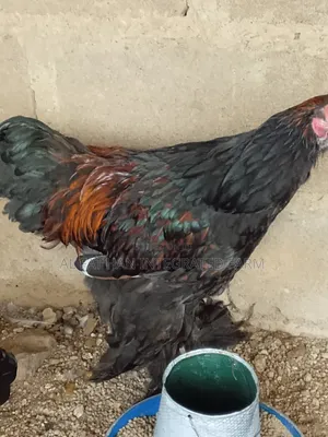 Gold Laced Brahma Rooster