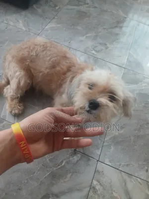 1+ year Female Purebred Lhasa Apso