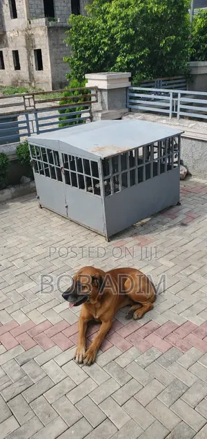 2 in 1 Dog House With 2 Compartments for 2 Pets