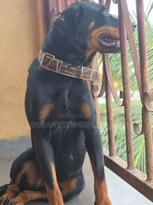 1+ year Female Purebred Rottweiler