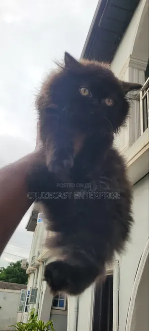 1-3 months Male Purebred Persian