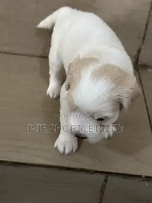 1-3 months Male Purebred Lhasa Apso