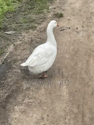 Female Goose Good Breeding