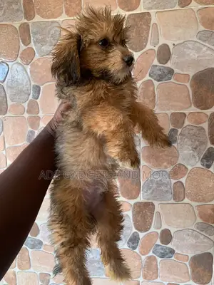 3-6 months Male Purebred Lhasa Apso