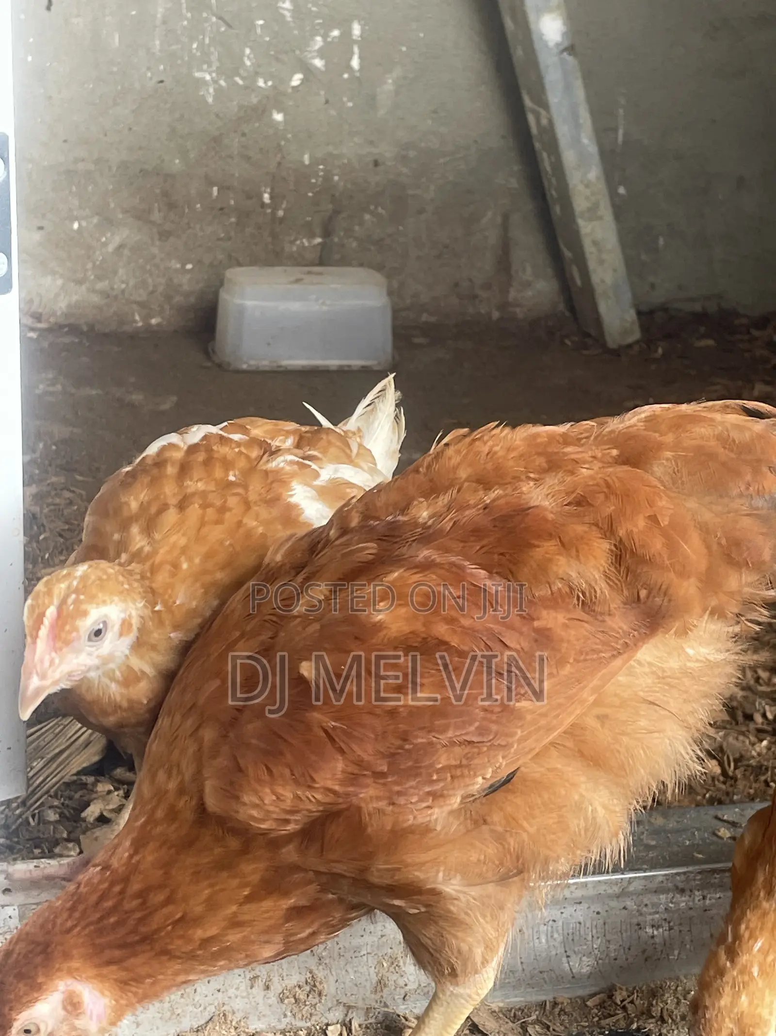 Pullets Noiler