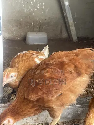 Pullets Noiler