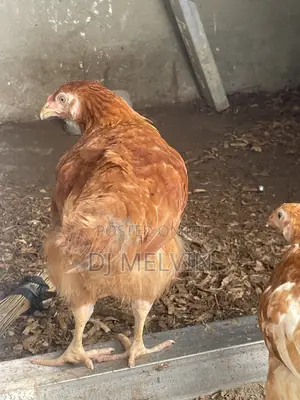 Pullets Noiler