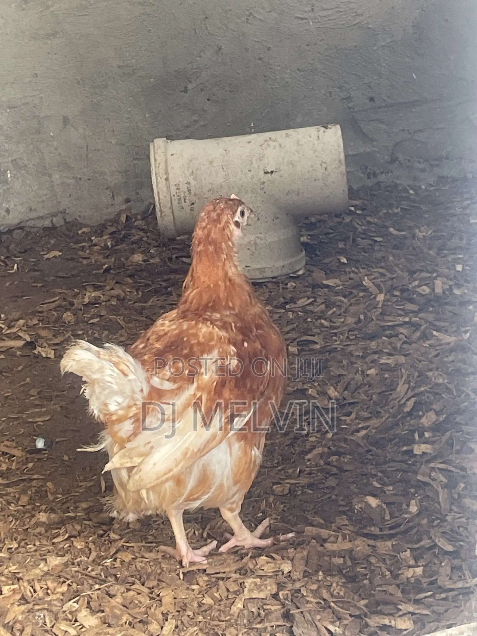 Pullets Noiler