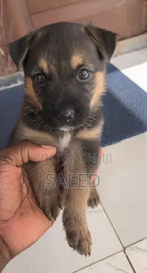 0-1 month Male Purebred German Shepherd