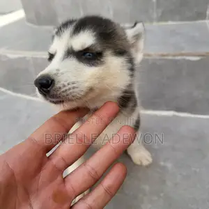 1-3 months Female Purebred Siberian Husky