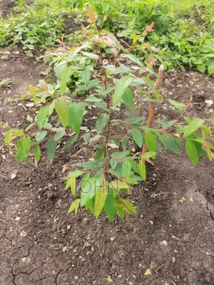 Eucalyptus Tissue Culture Seedlings