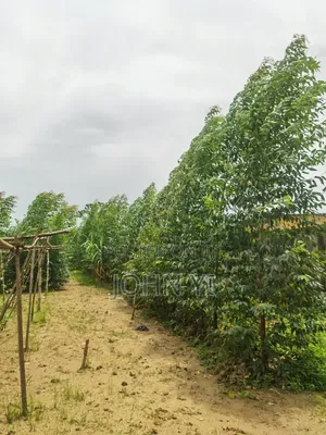 Eucalyptus Tissue Culture Seedlings