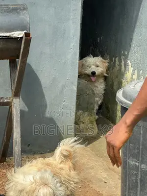 1+ year Male Purebred Lhasa Apso