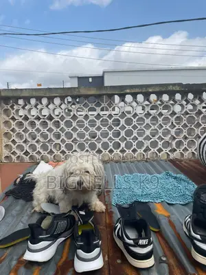1+ year Female Purebred Lhasa Apso