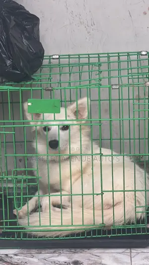 6-12 months Female Purebred American Eskimo
