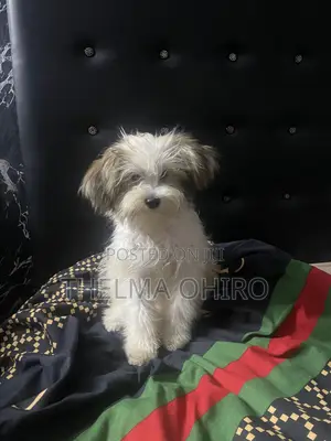 1+ year Male Purebred Lhasa Apso