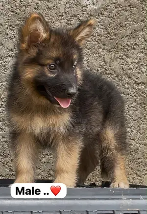 1-3 months Male Purebred German Shepherd