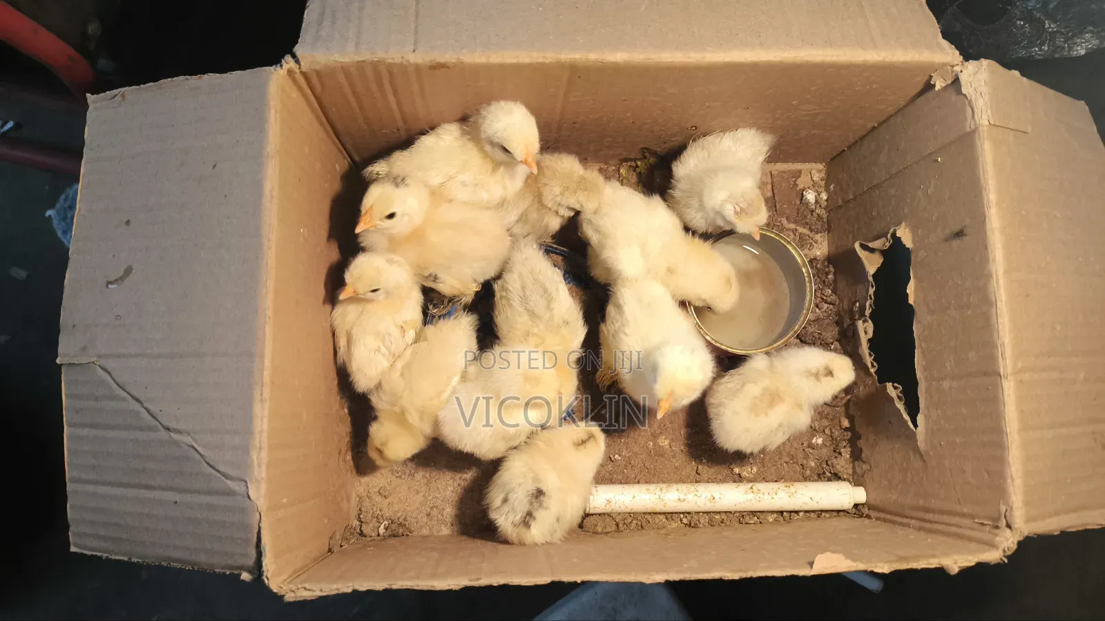Silkies Exotic Chicken Chicks