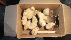 Silkies Exotic Chicken Chicks